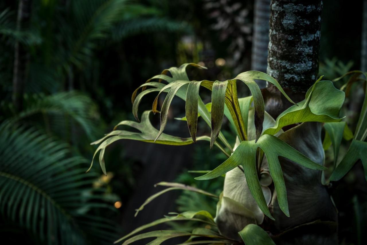 The Palms At Palm Cove Exterior foto